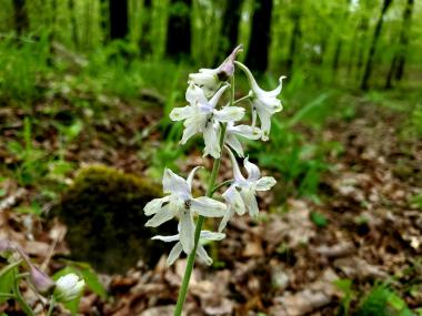 Carolina Larkspur