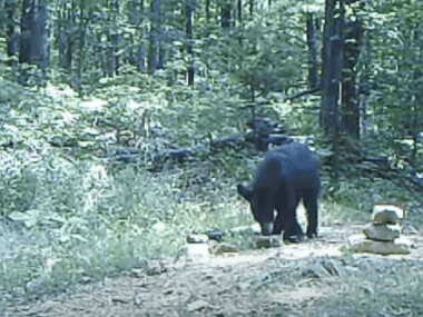 Bear at Mount Magazine State Park