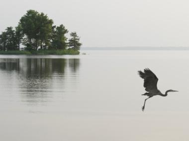 Blue heron