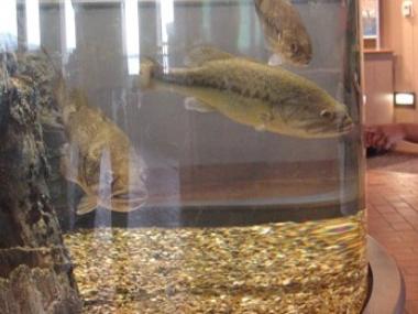 Aquarium at Lake Dardanelle State Park