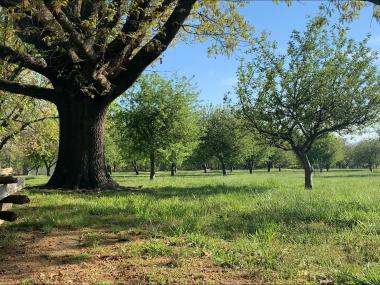 Apple orchard at Prairie Grove Battlefield State Park