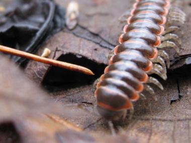 Centipede