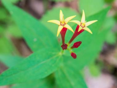Yellow and Red wildflower at Cossatot River State Park-Natural Area
