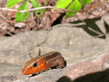 skink