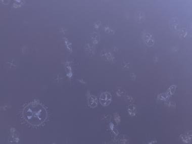 Freshwater jellyfish swimming in Lake Ponder at Crowley's Ridge State Park. They are translucent