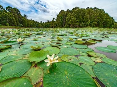 Lily pads floating on the water at Millwood State Park
