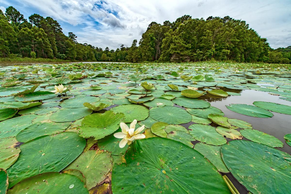 Escape To Nature’s Embrace: Millwood State Park, Your Arkansas Adventure Awaits!