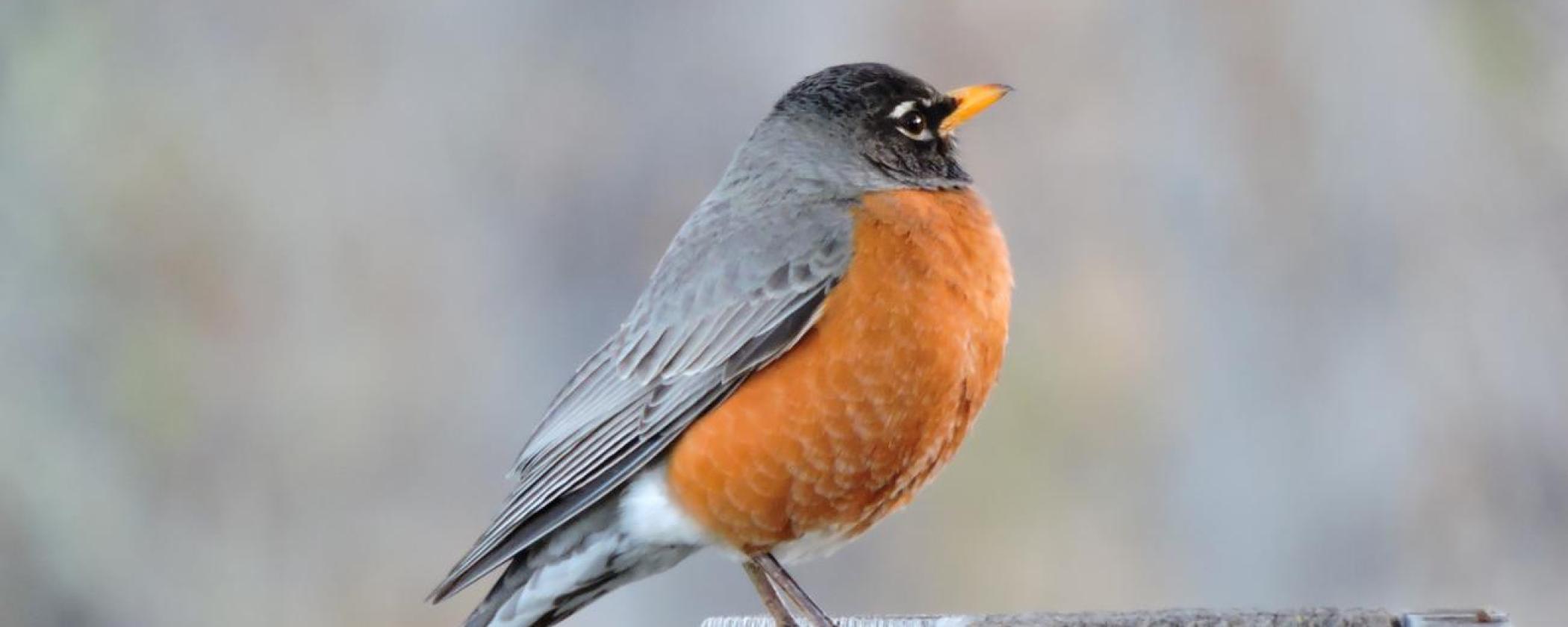 American Robin