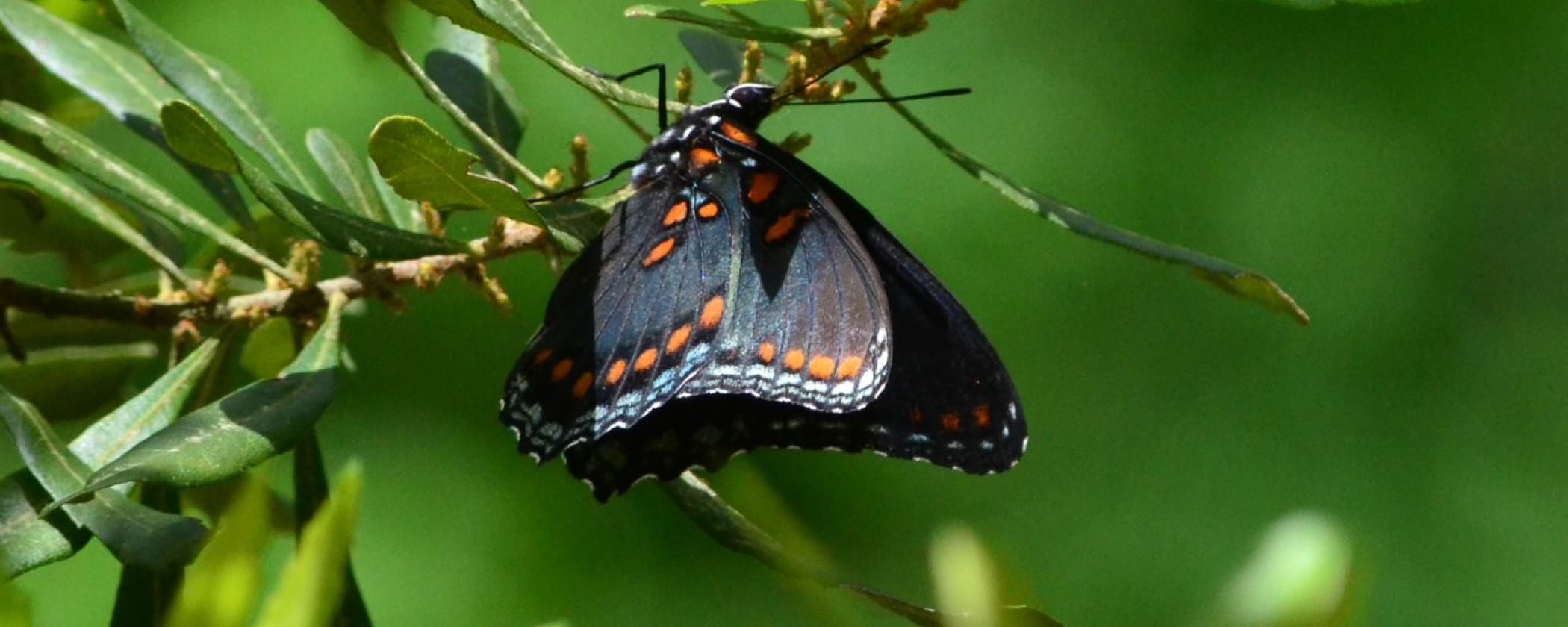 skræmmende Profeti hvis du kan Standout Butterflies at Logoly State Park | Arkansas State Parks