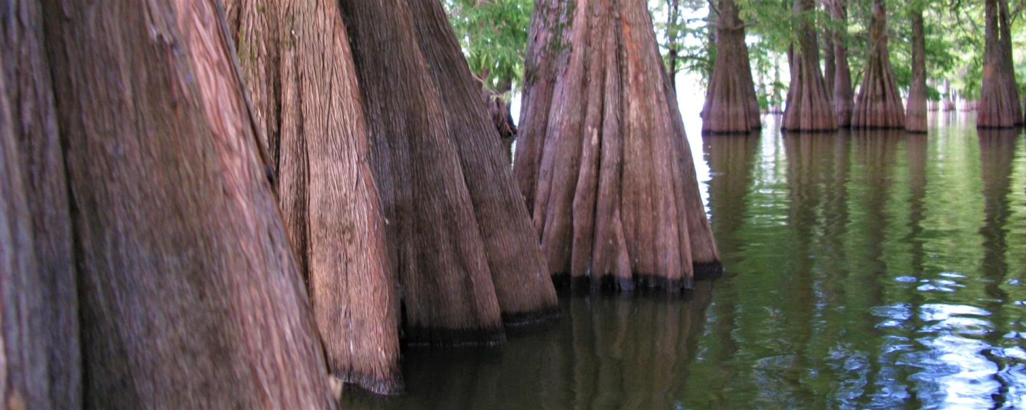 Escape To Chicot: Where Arkansas’s Beauty Meets Tranquility