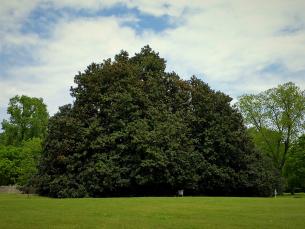 Giant magnolia tree at Historic Washington State Park