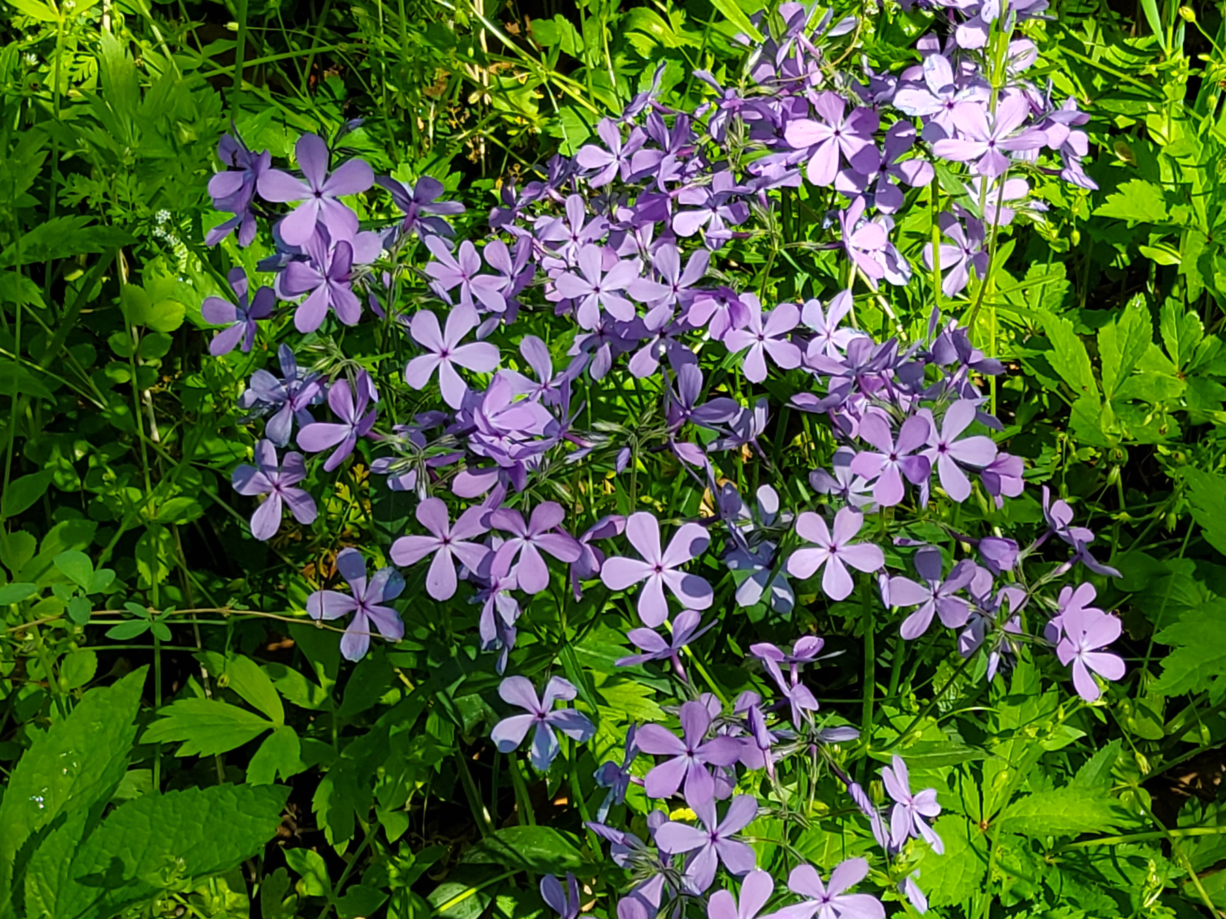 Blue Phlox wildflower