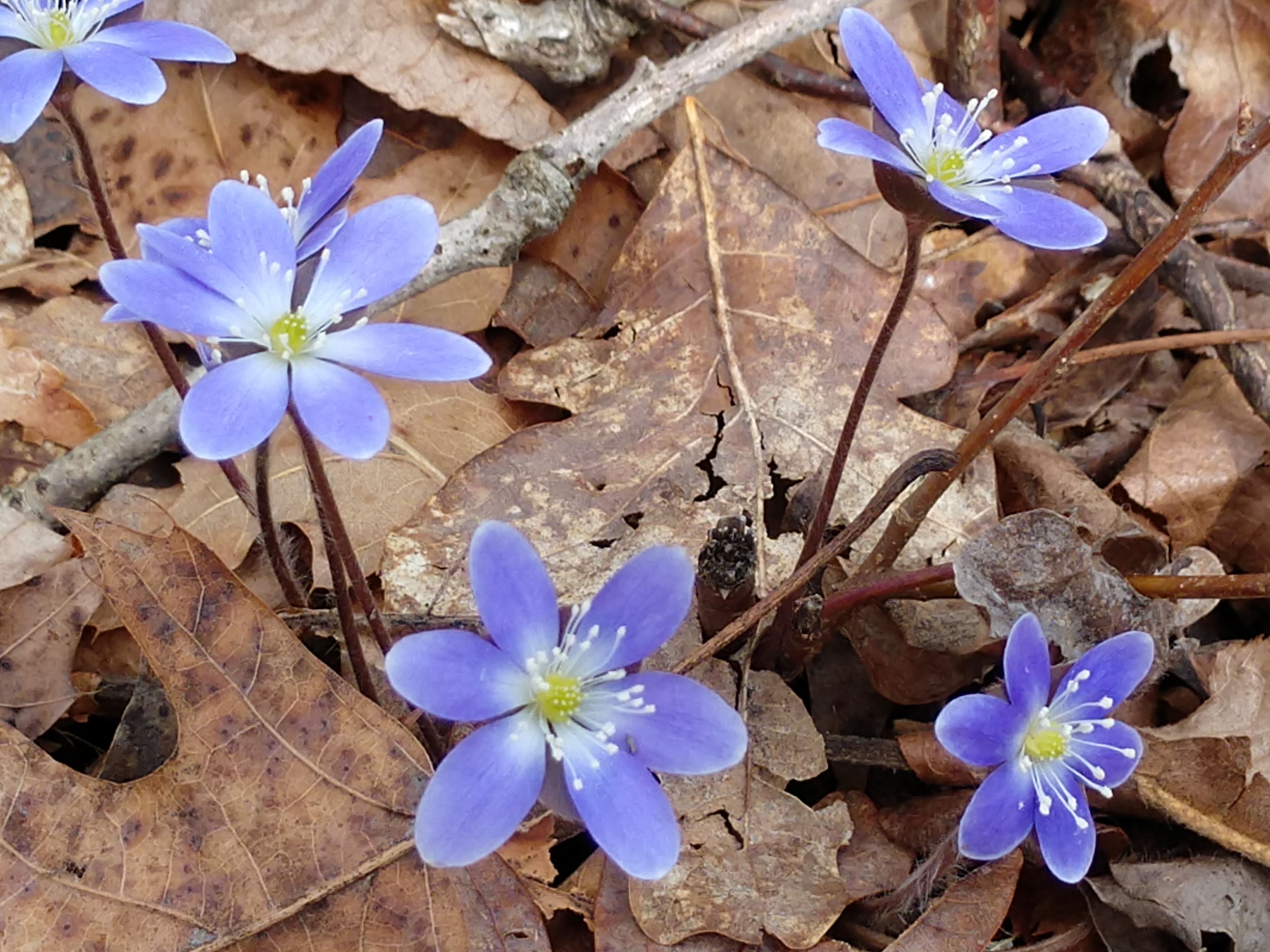 Four purple hepatica blooms with brown leaf litter in background