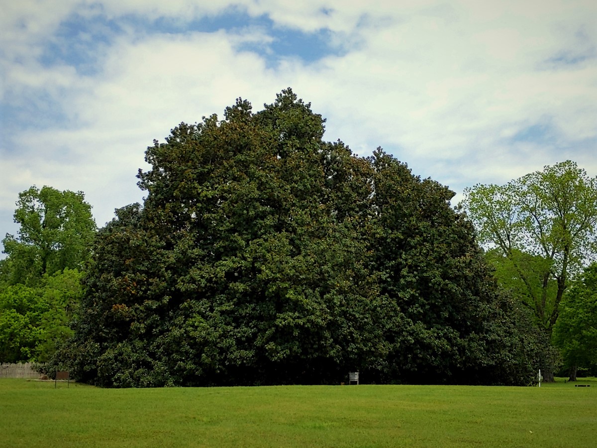 Giant magnolia tree standing taller and wider than the other trees surrounding it