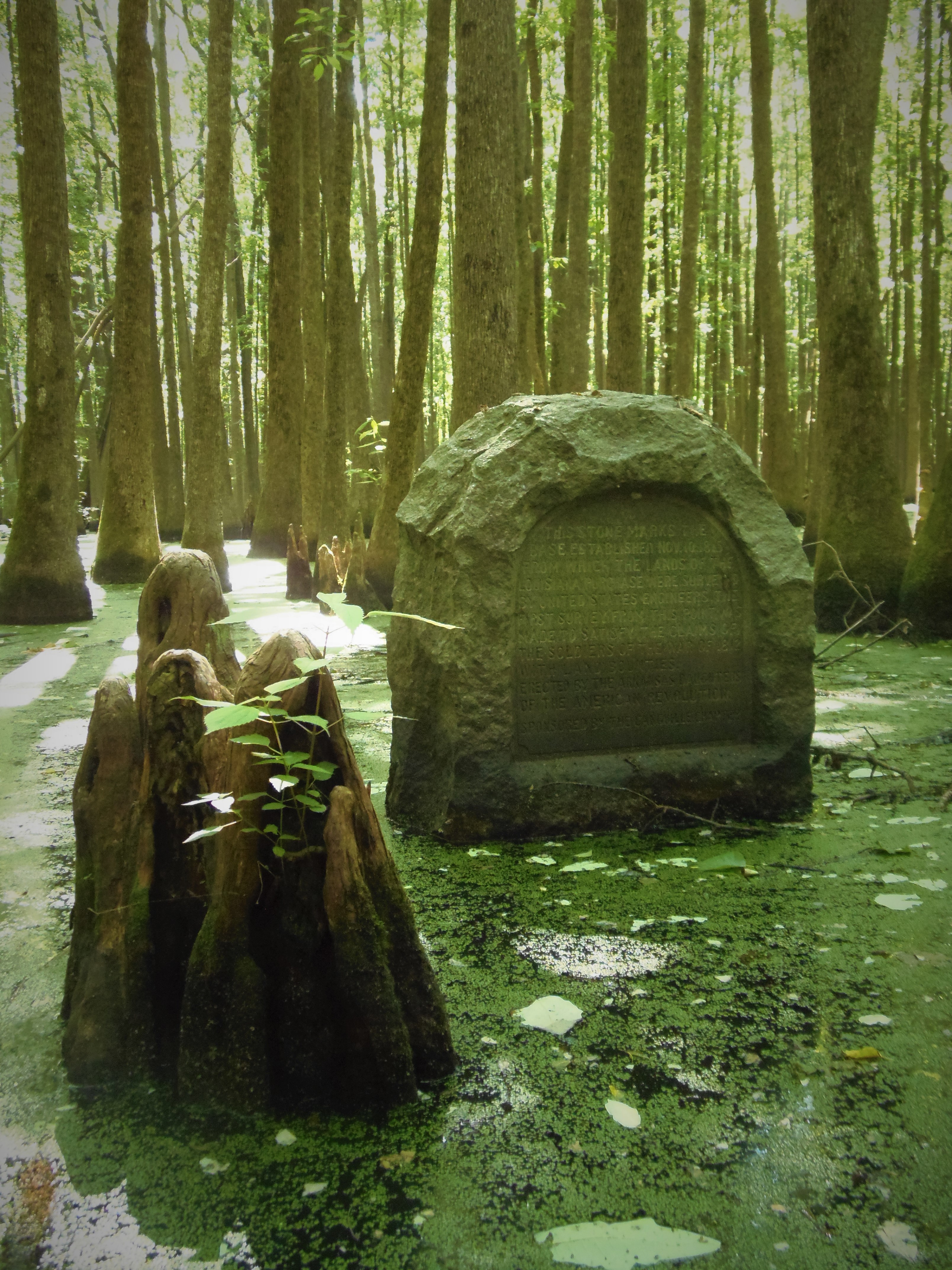 Granite monument in swamp with water at its base. Trees growing in background as far as viewer can see. 