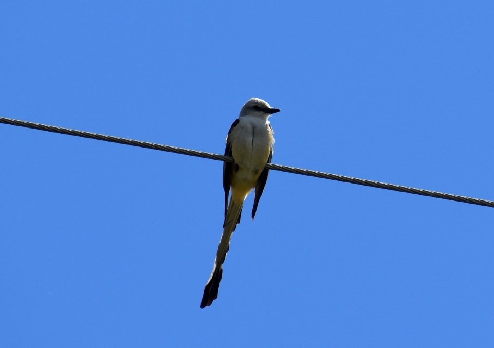 Scissor-tail flycatcher perched on an electrical line.