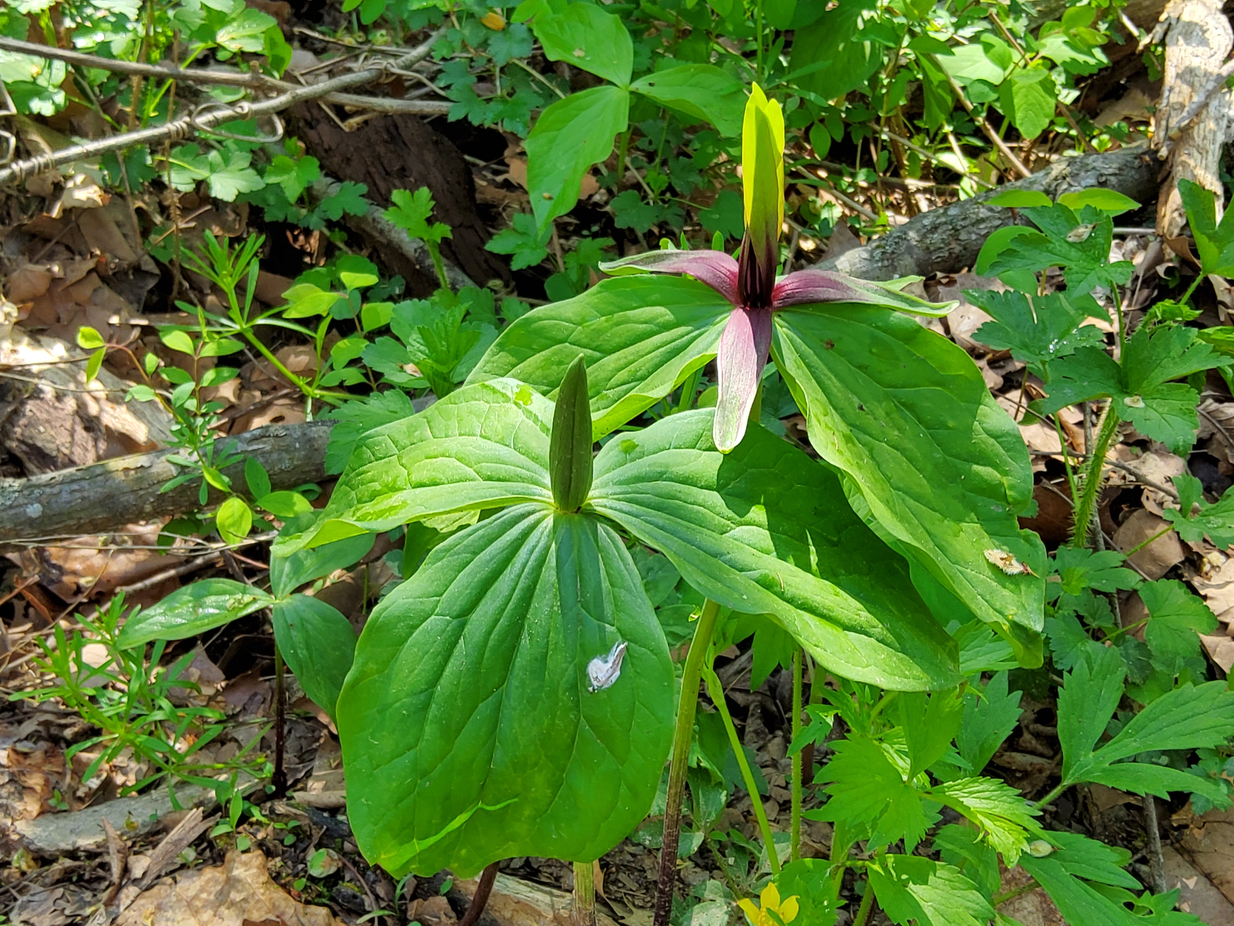 Green Trillium