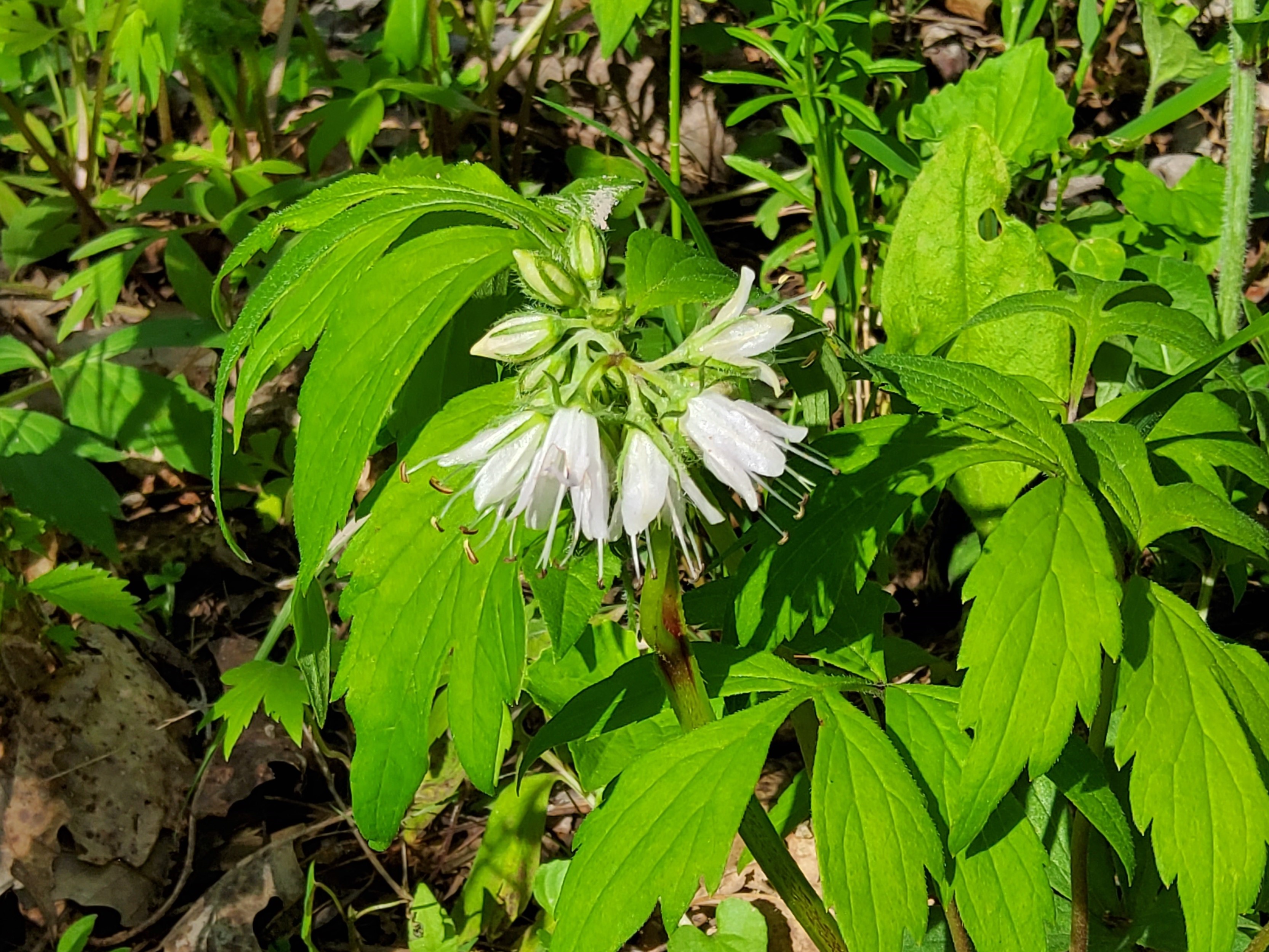 Several white blooms surrounded by green foliage