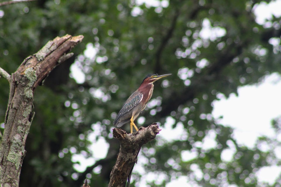 Green heron in the top of a dead tree with neck tucked in tightly 