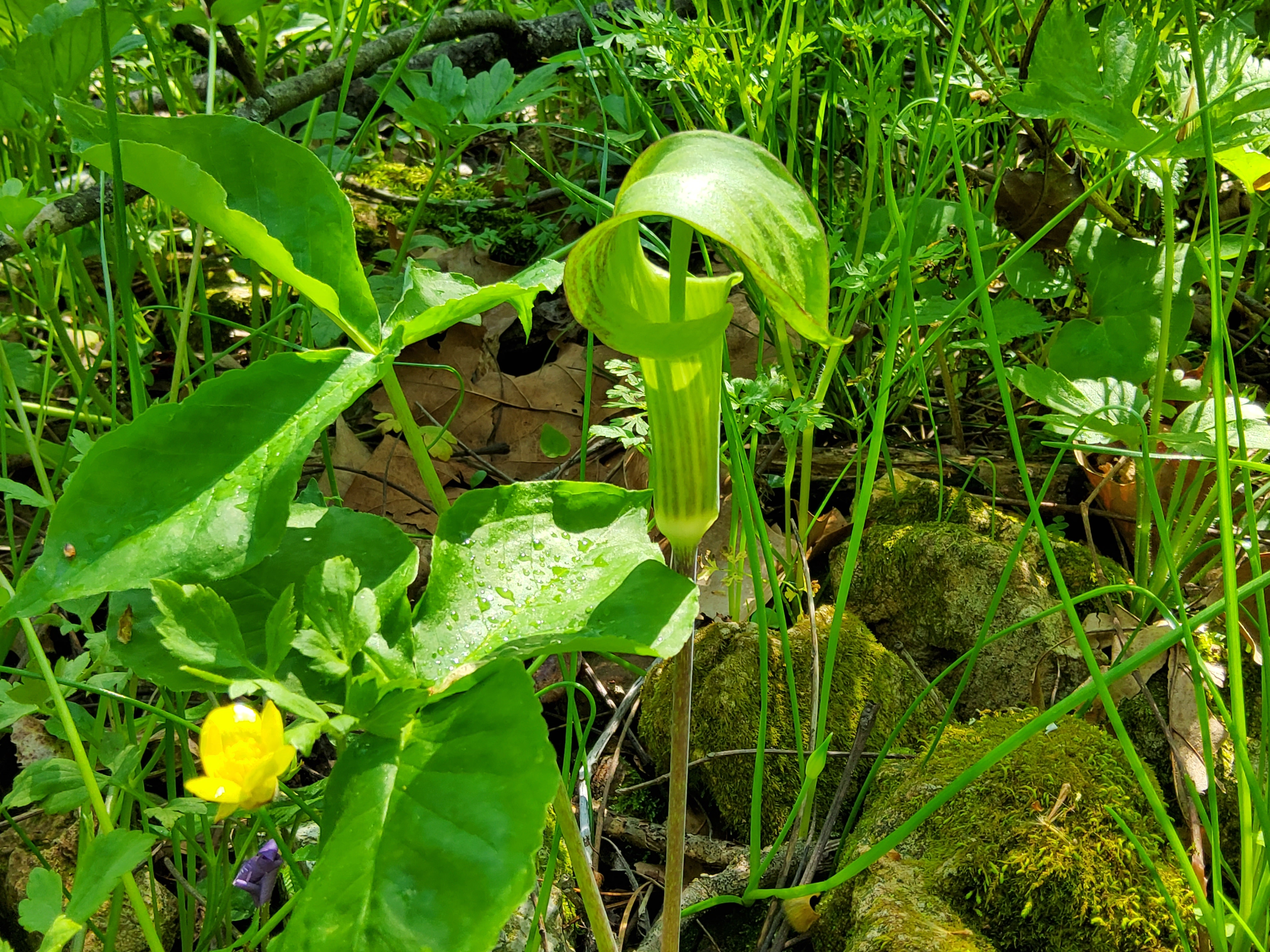 Jack-in-the-Pulpit