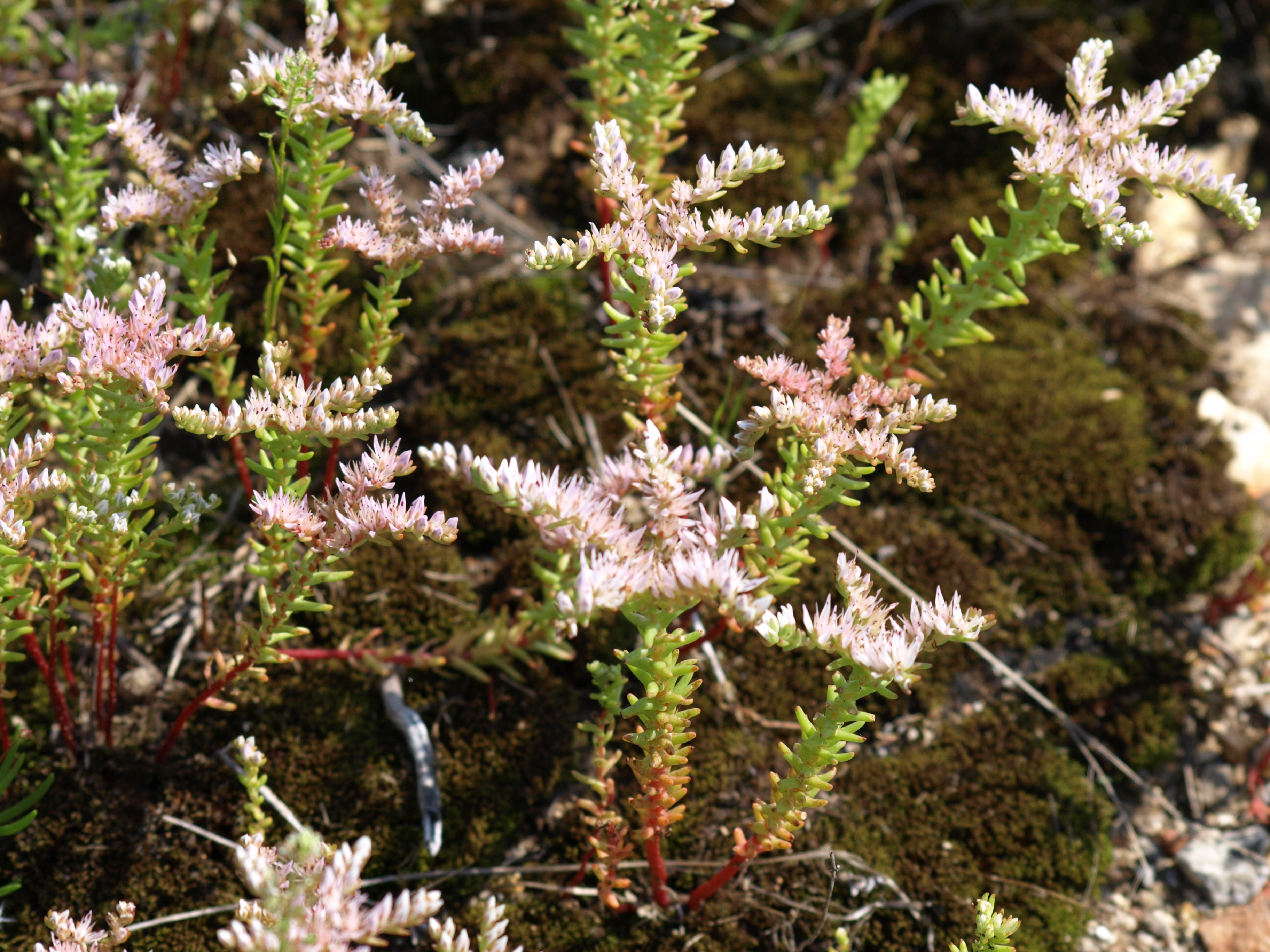 Close up of many pale pink and white blooms on stalks of green foliage with red stems