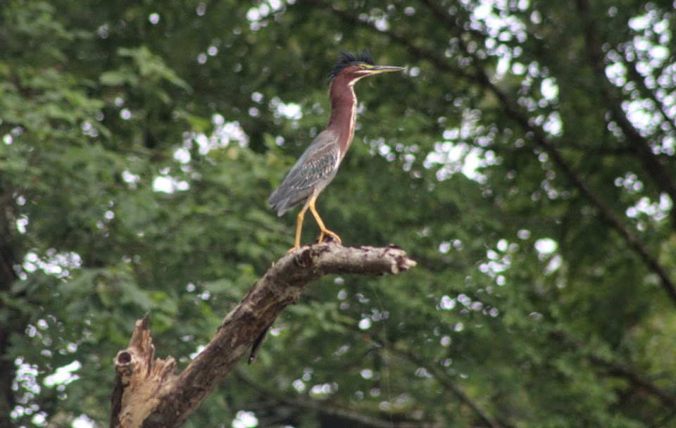 Green heron with neck extended 