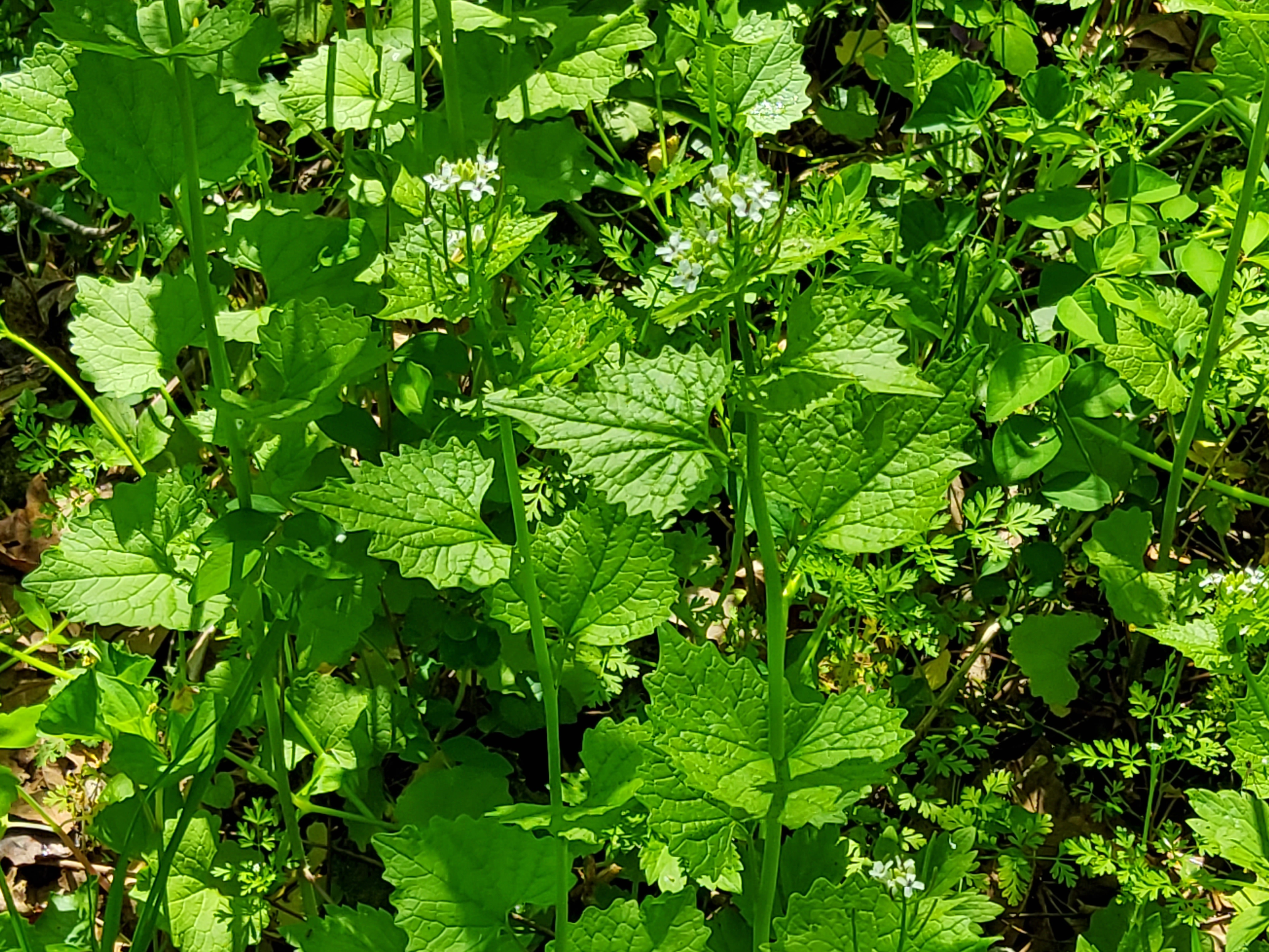 Garlic Mustard