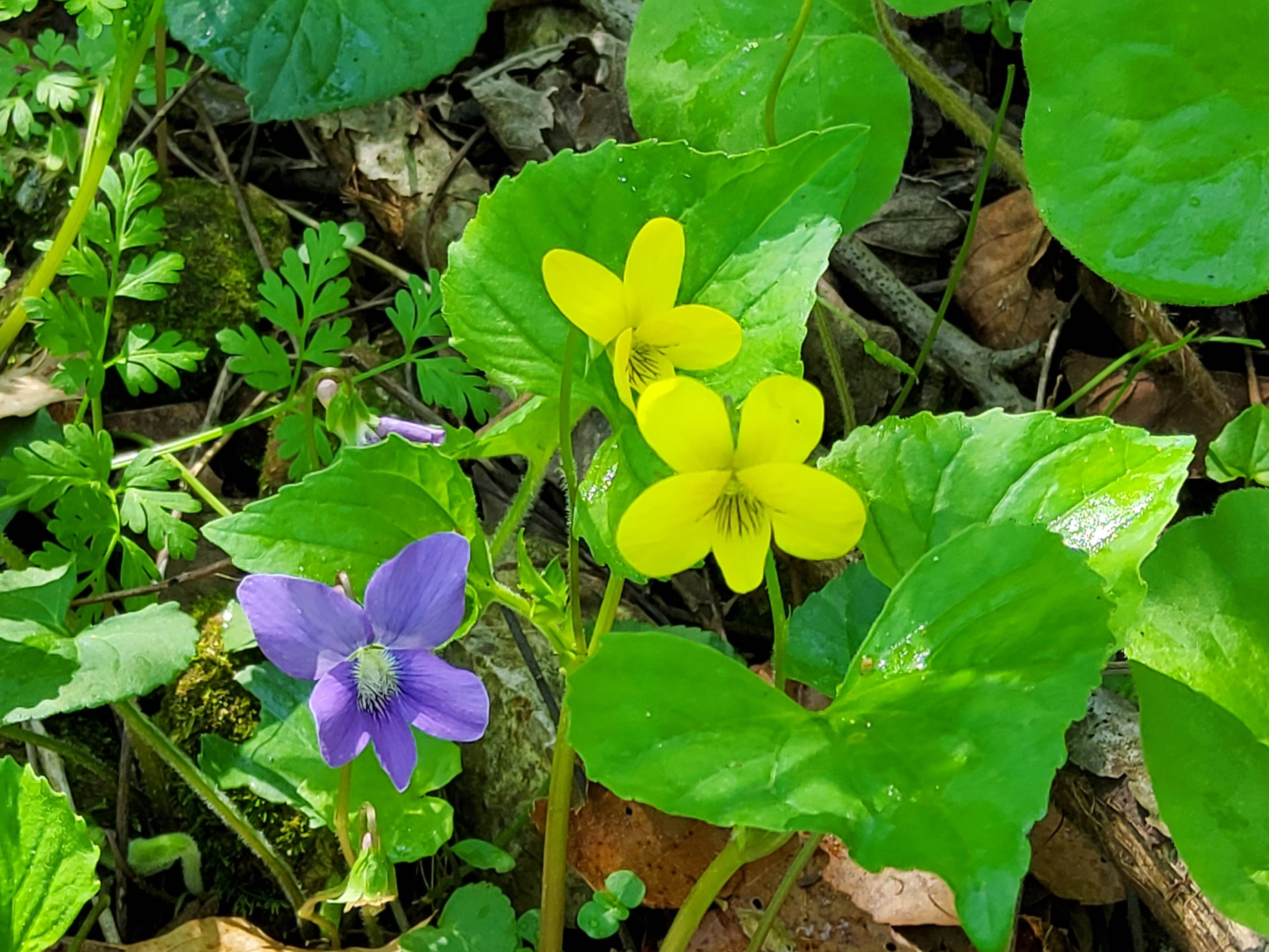 Close up of two yellow and one purple blooms, surrounded by green foliage