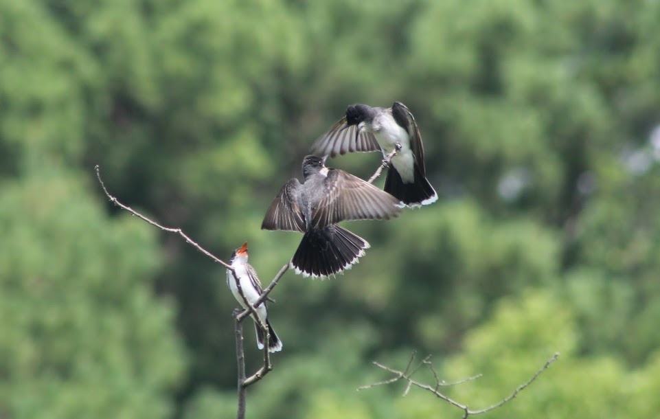 three eastern kingbirds engaging in a territorial dispute 