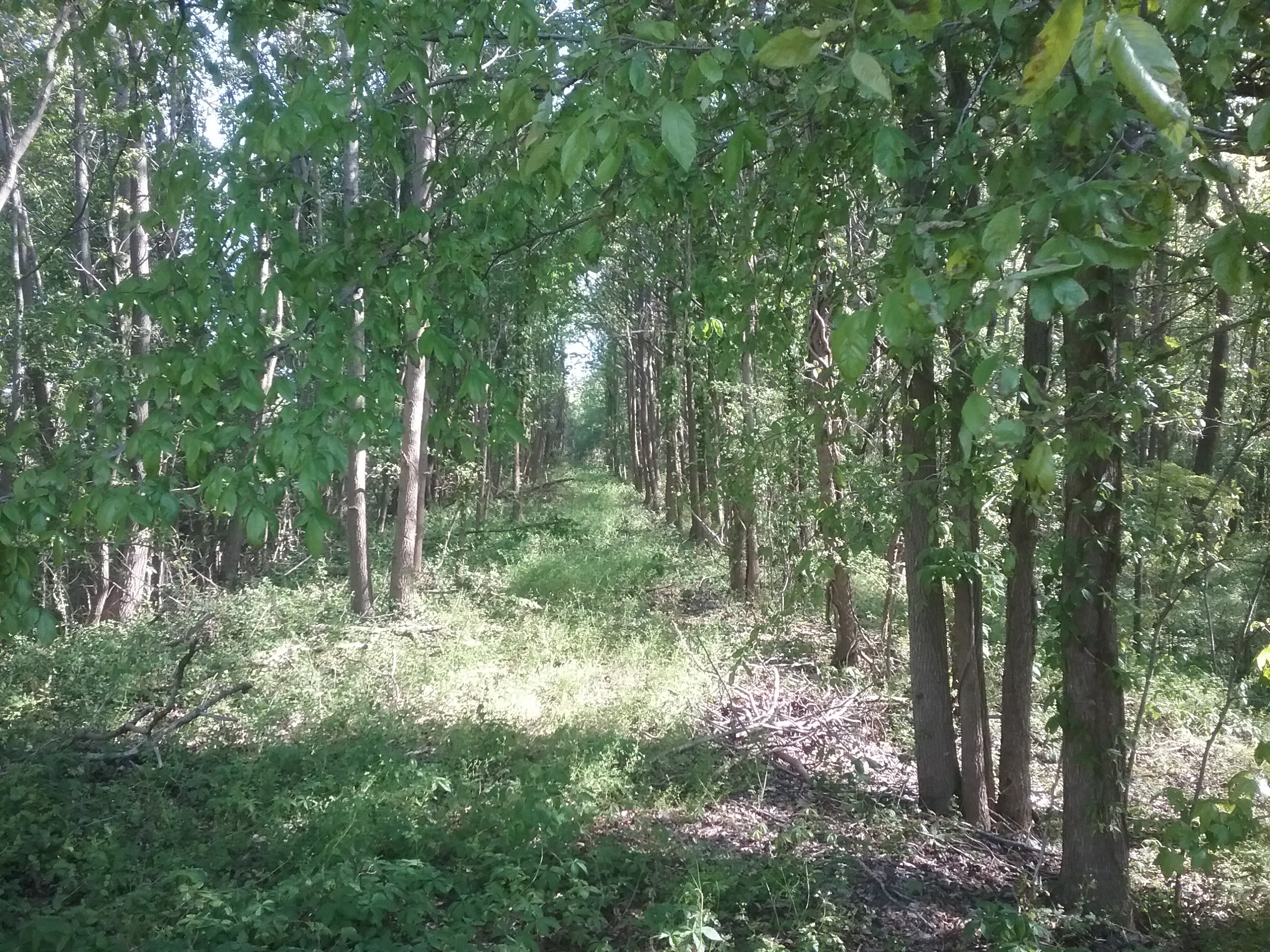 Straight elevated path in a wooded area 