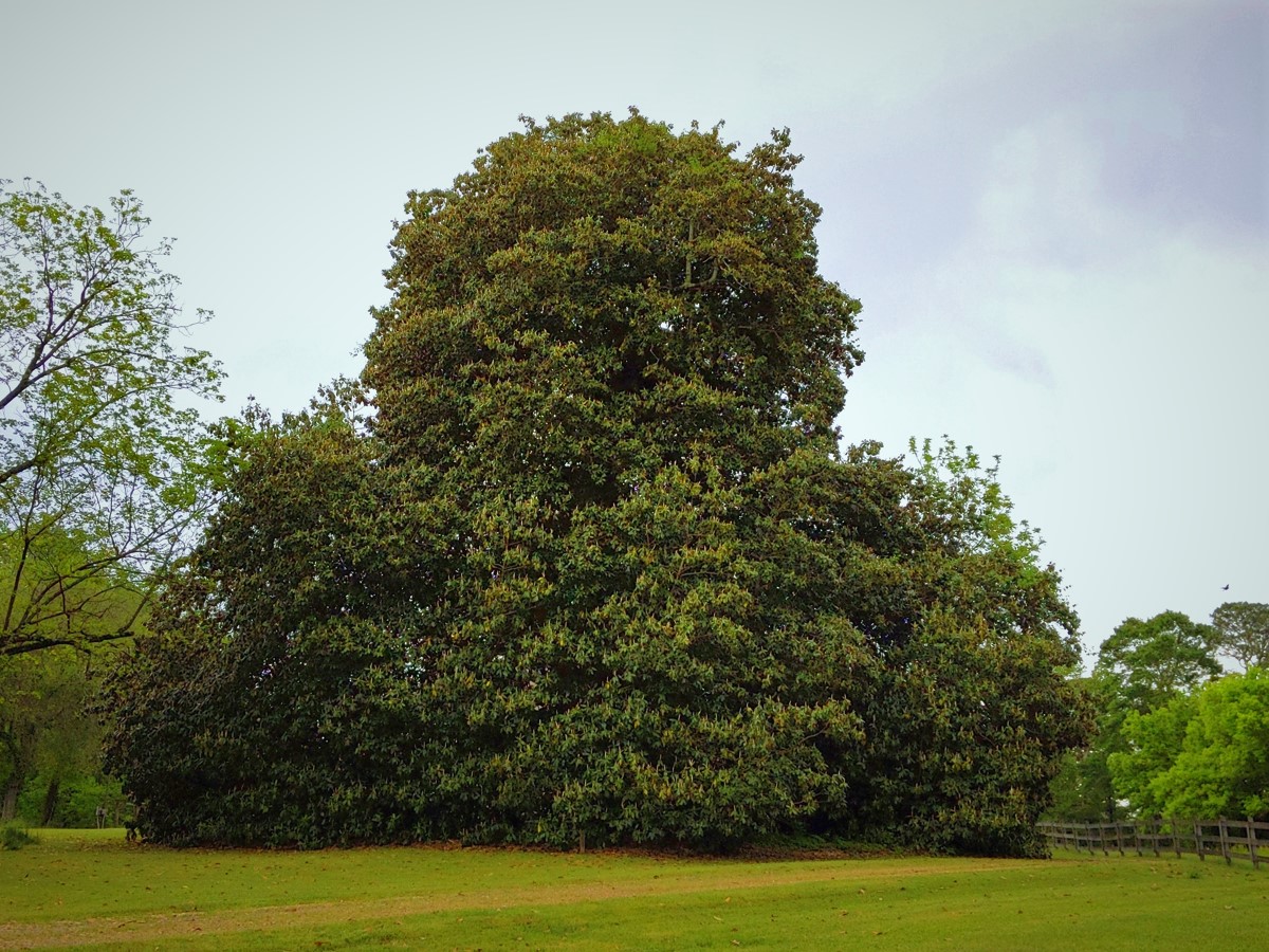 Giant magnolia taking up nearly the entire frame of the photo