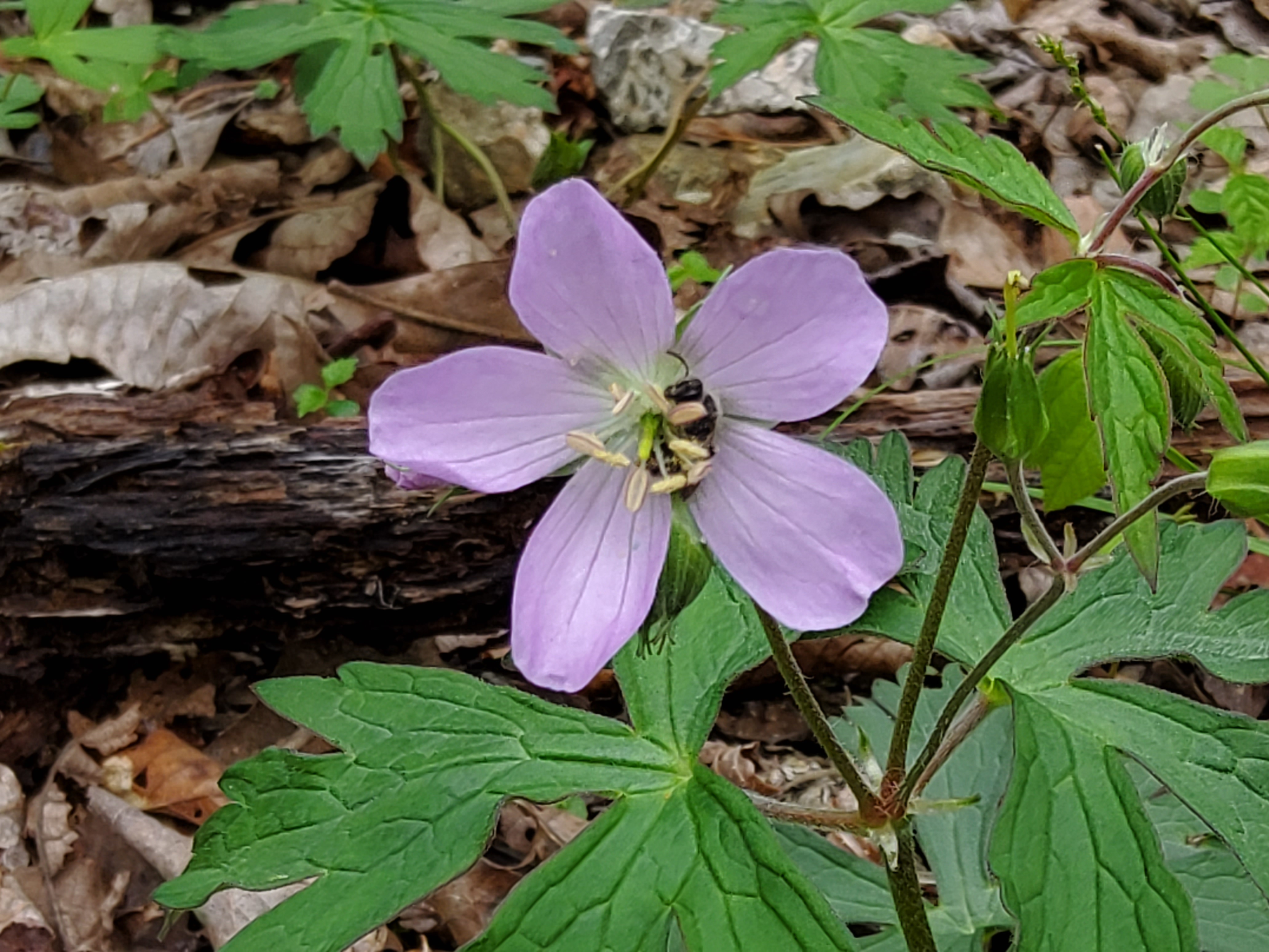 Wild Geranium