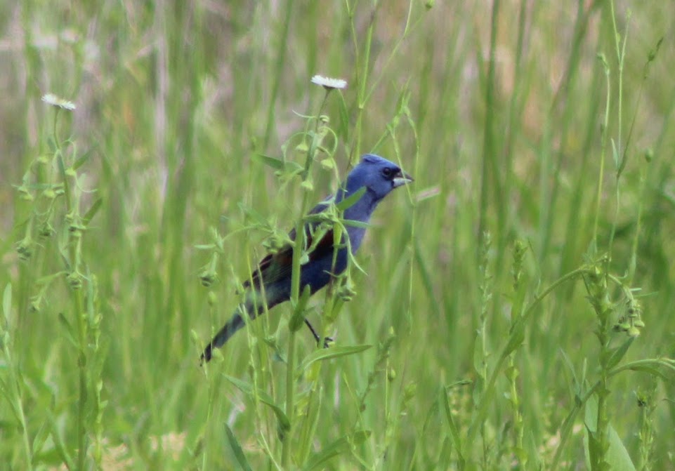 Male blue grosbeak gripping the stem of wildflower for purchase. 