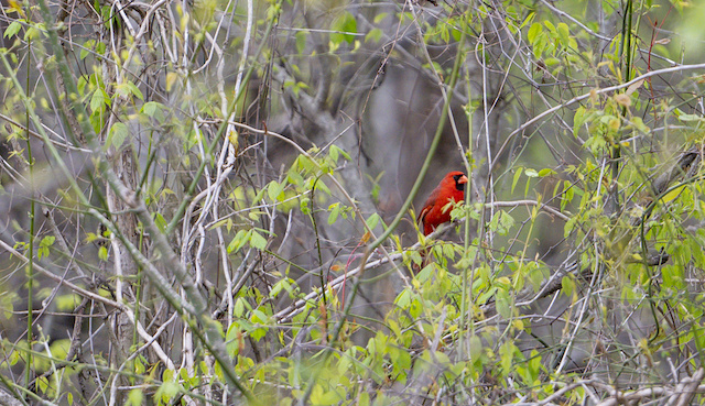 Lake Chicot State Park