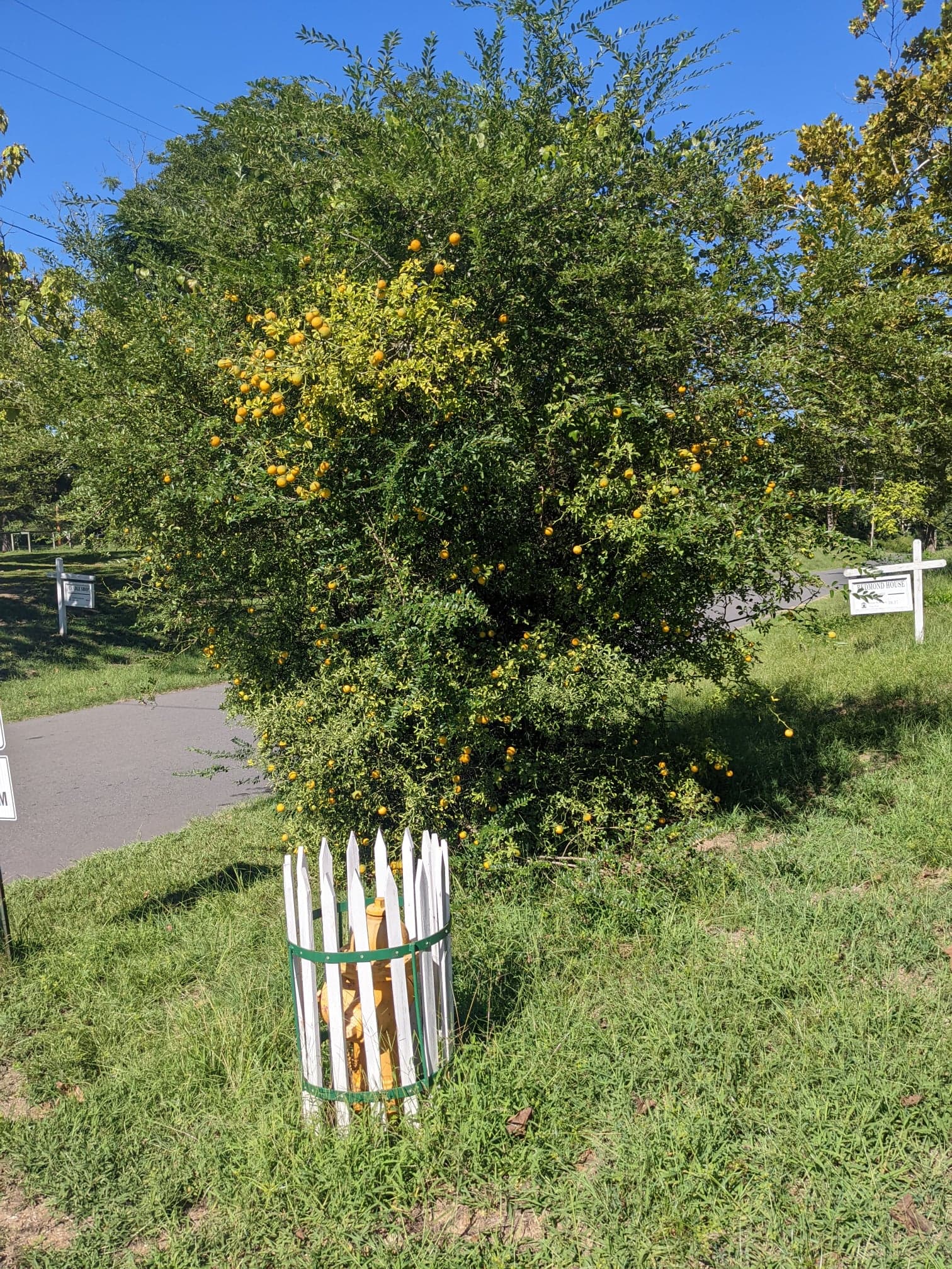 Hardy orange at Historic Washington State Park