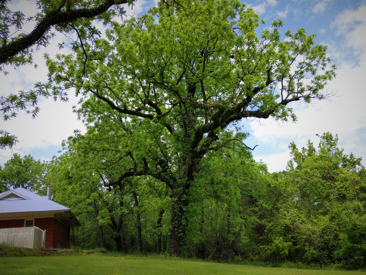 Tall black walnut tree in the foreground standing next to a house on the left and many trees in the background