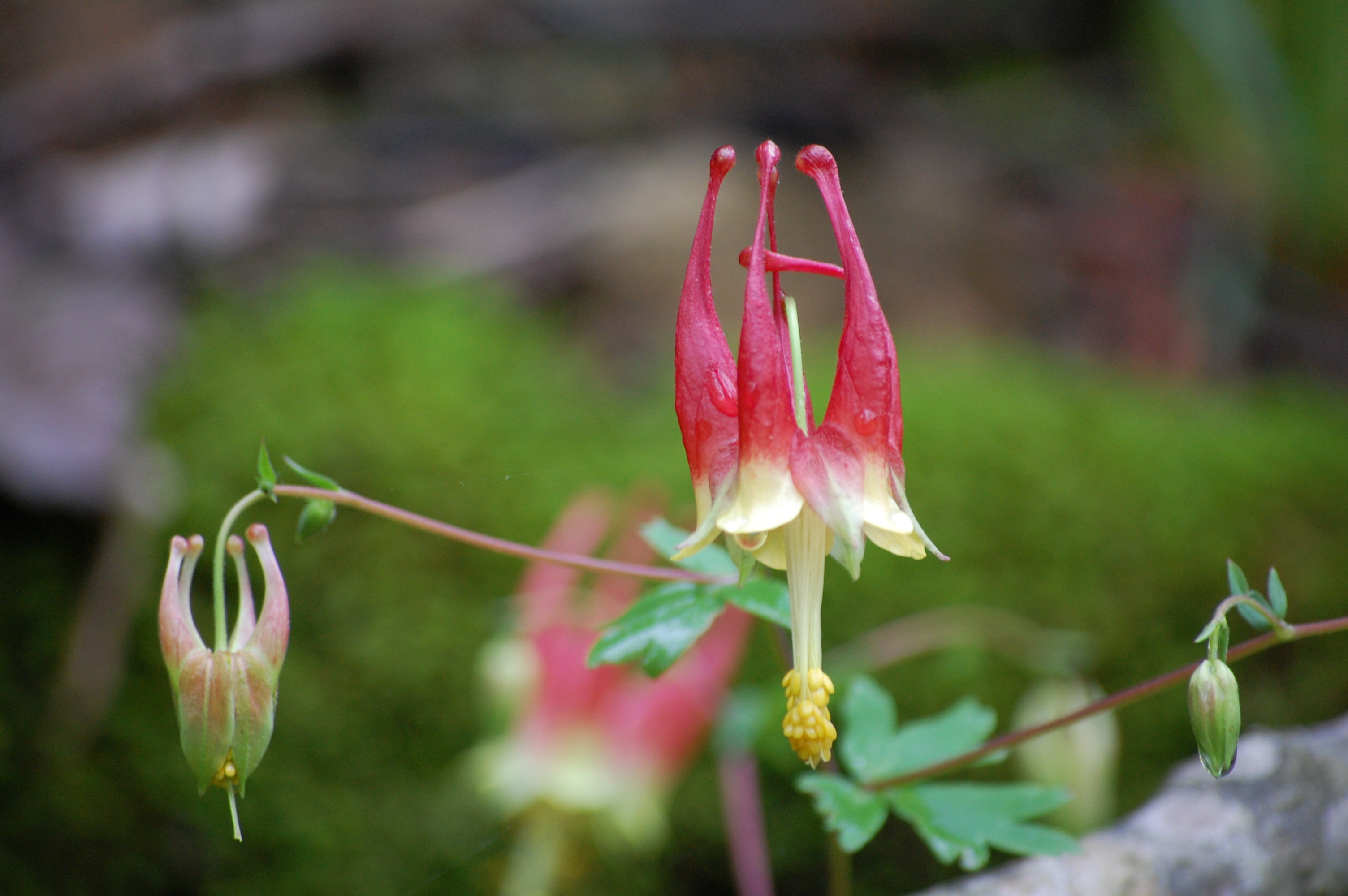 Close up of three red, white, and yellow columbine flowers in three stages of blooming with green foliage in background