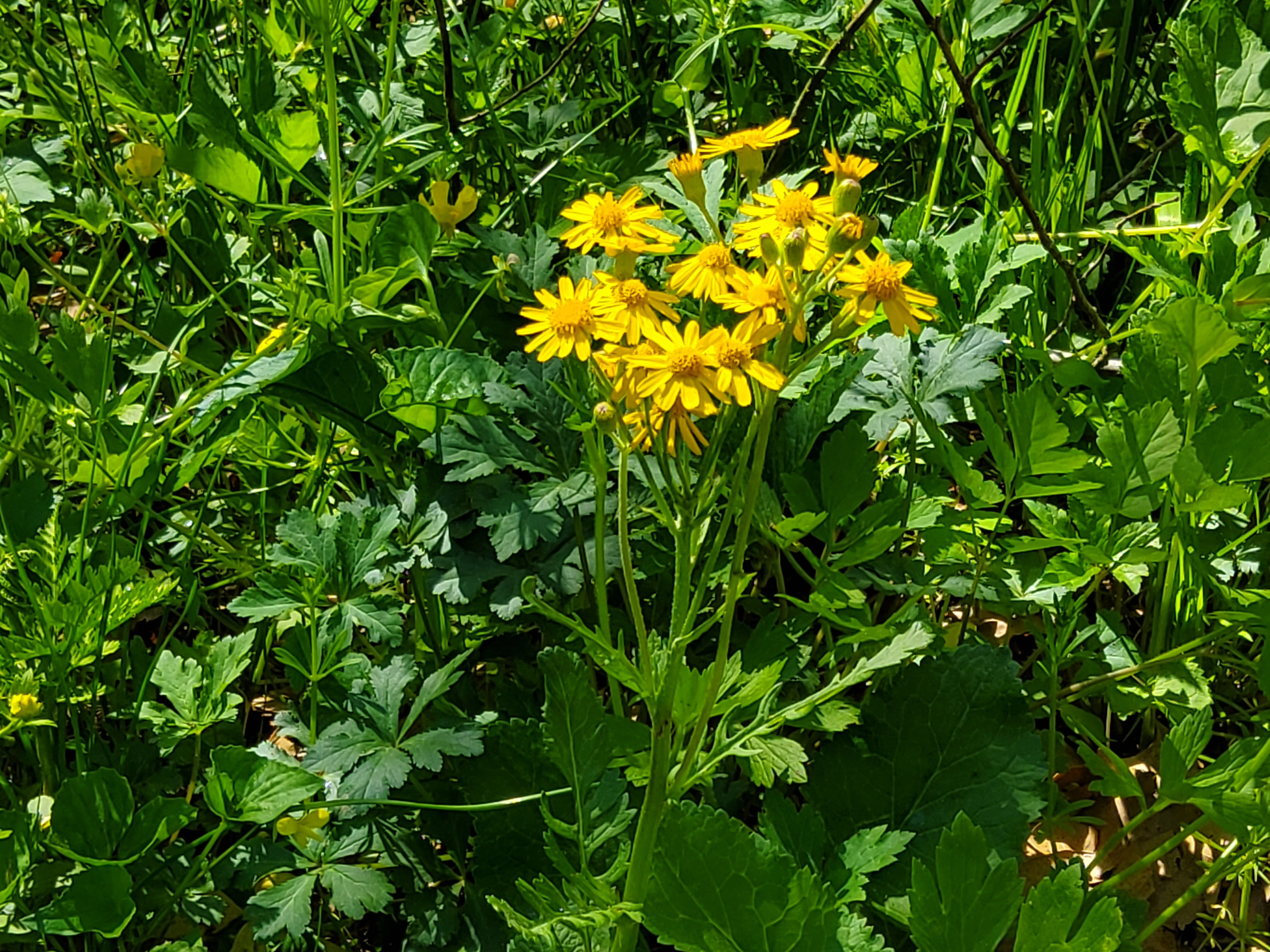 Golden Ragwort 