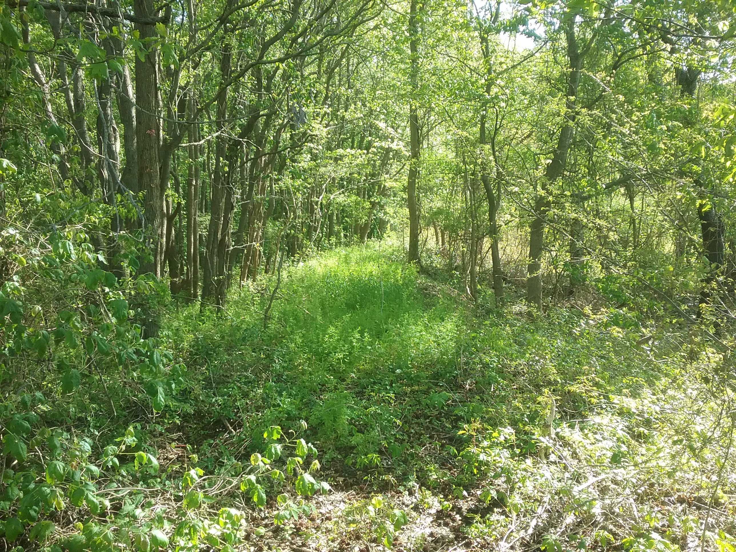 Curving path through the trees 