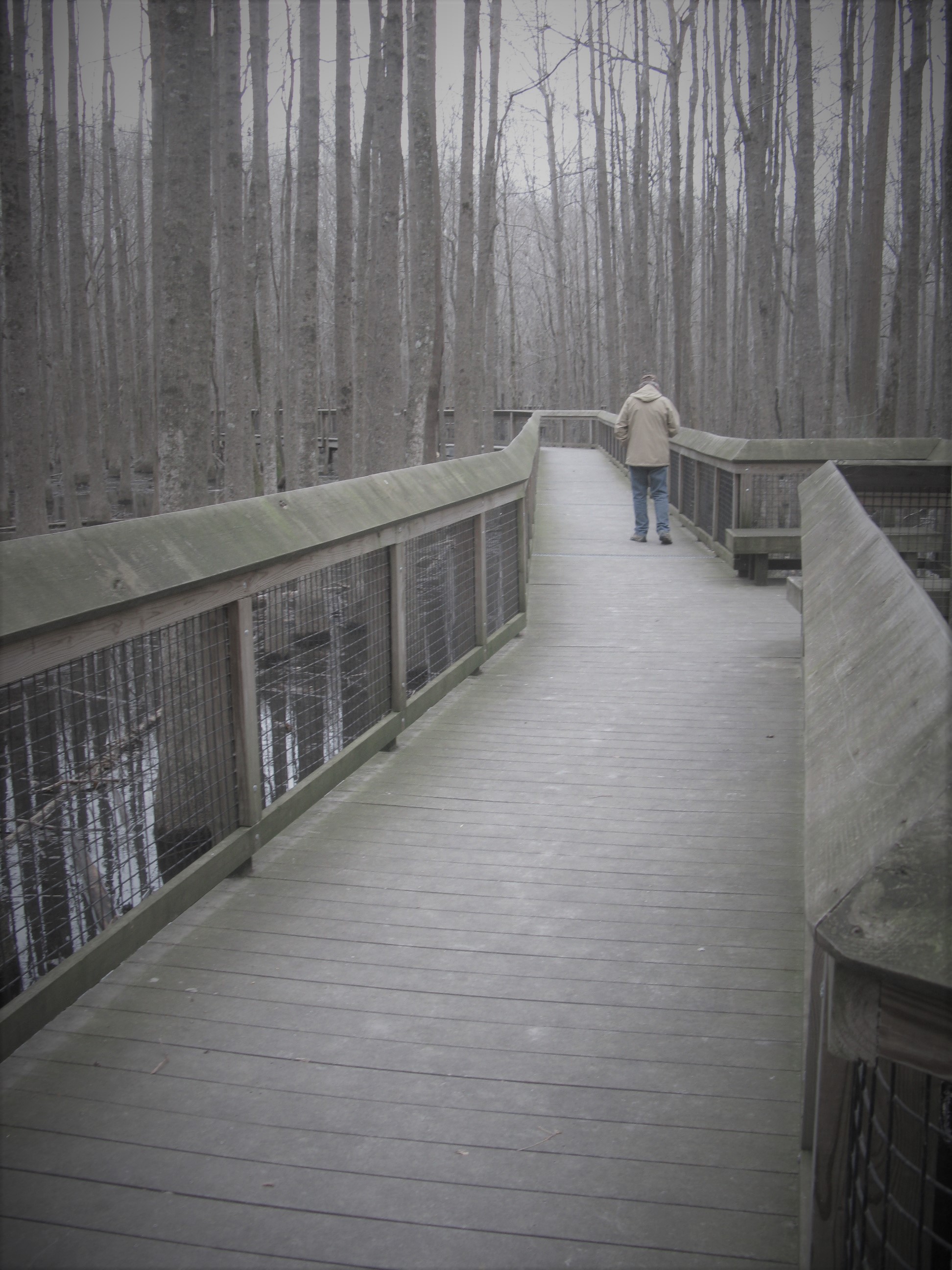 a man walks on the boardwalk in winter, surrounded by leafless trees and water below the boardwalk 
