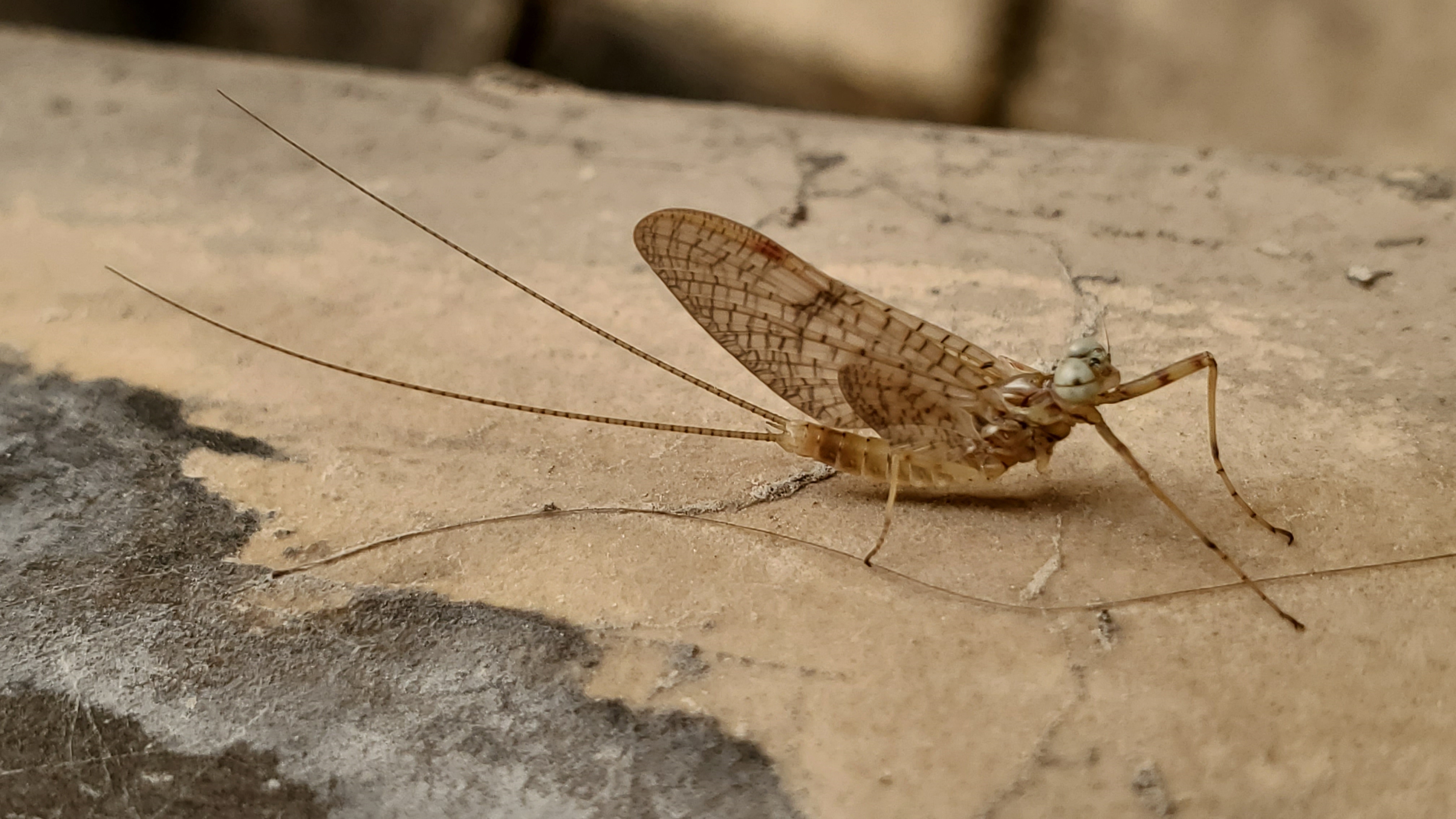 Mayflies: Nuisance or Nutrient?