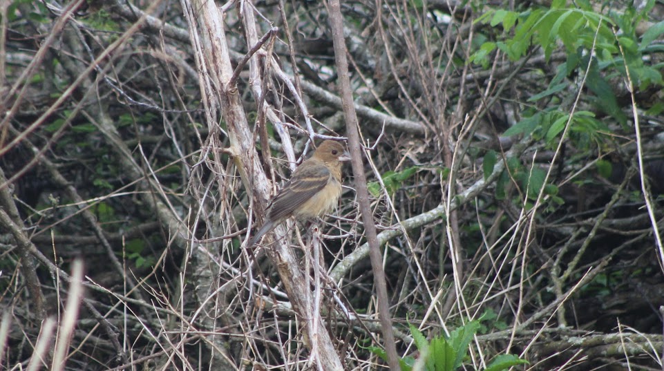 Female blue grosbeak among similarly colored foliage. 