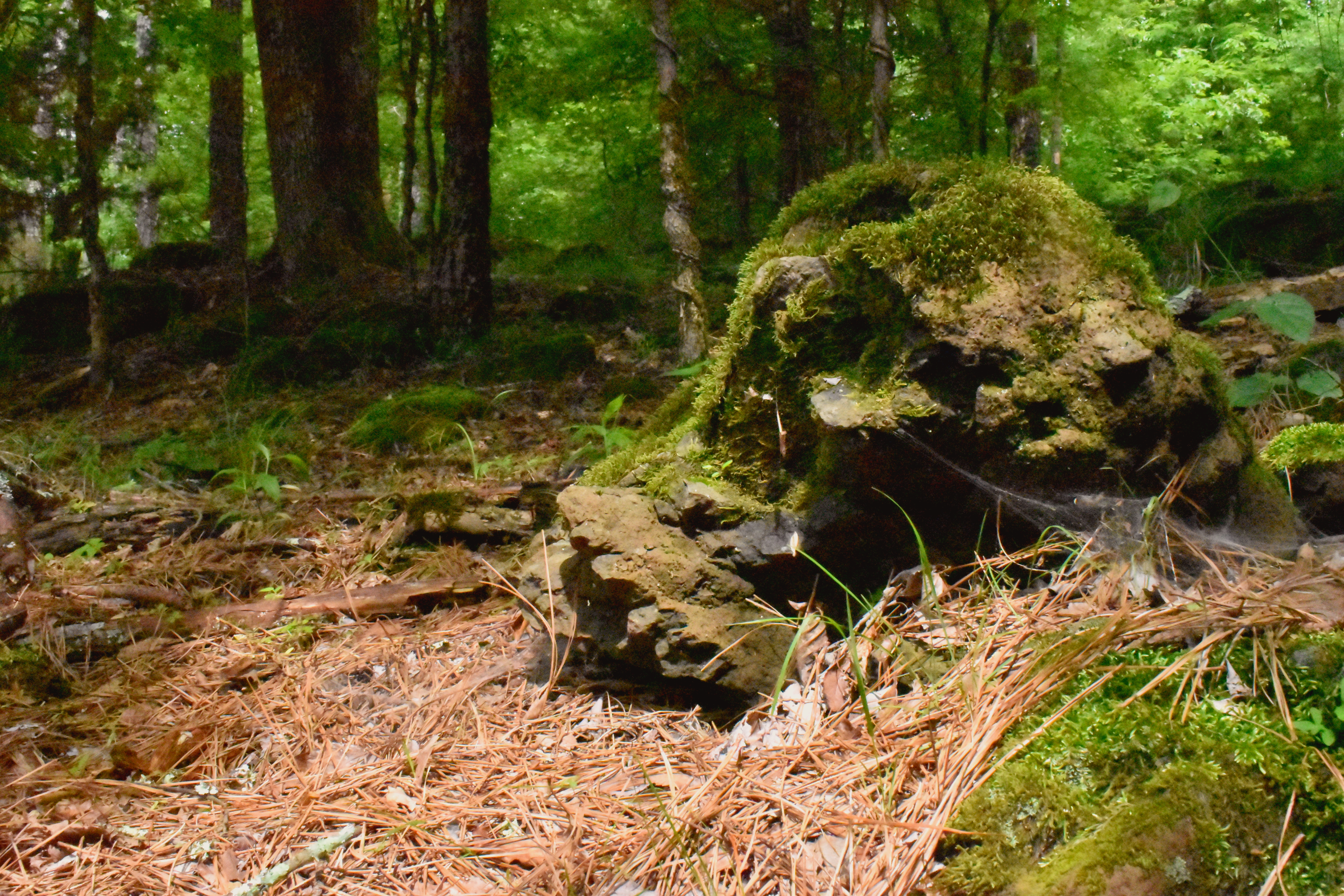 A moss-covered boulder in a hardwood forest. 