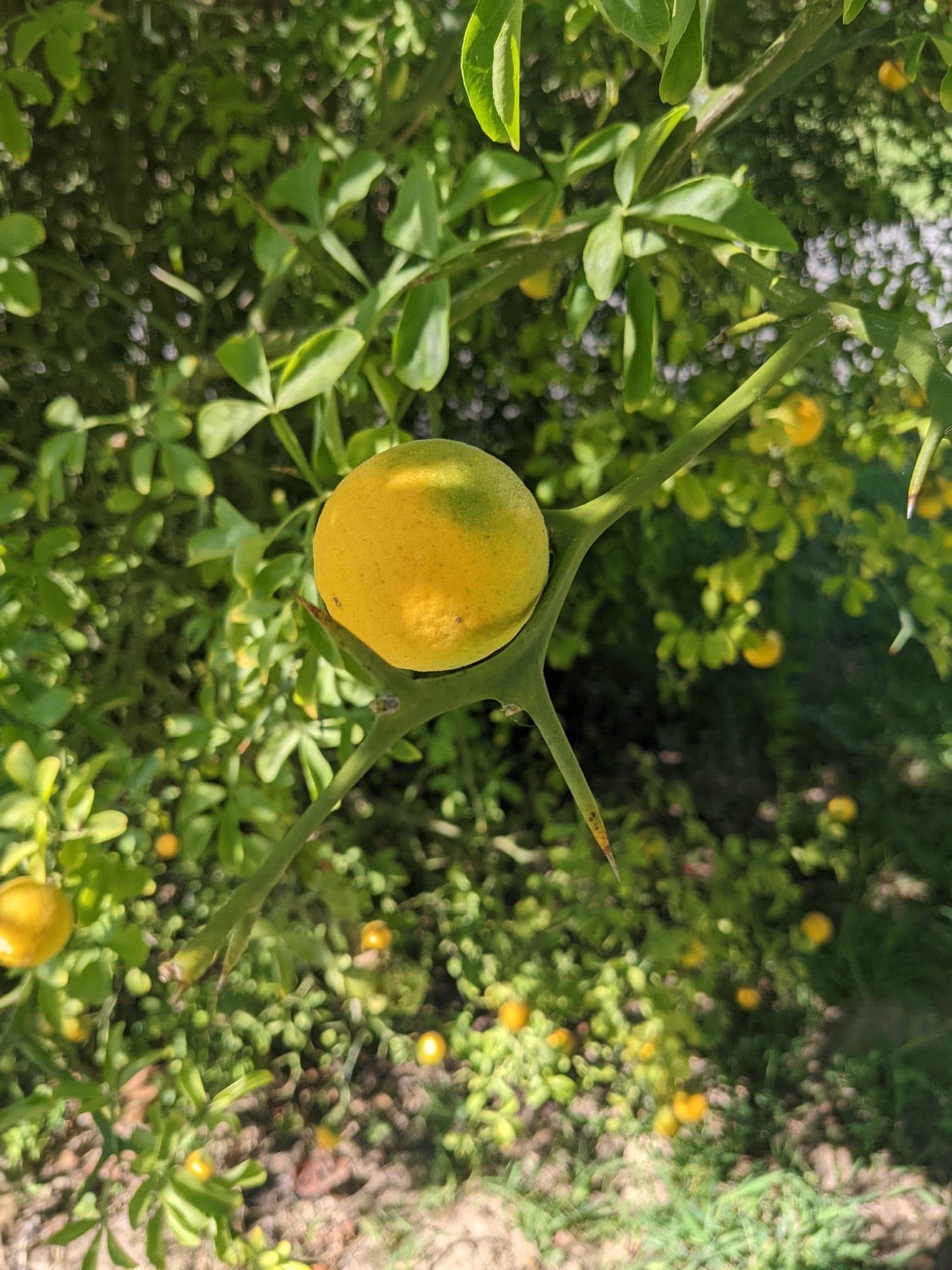 Hardy orange at Historic Washington State Park