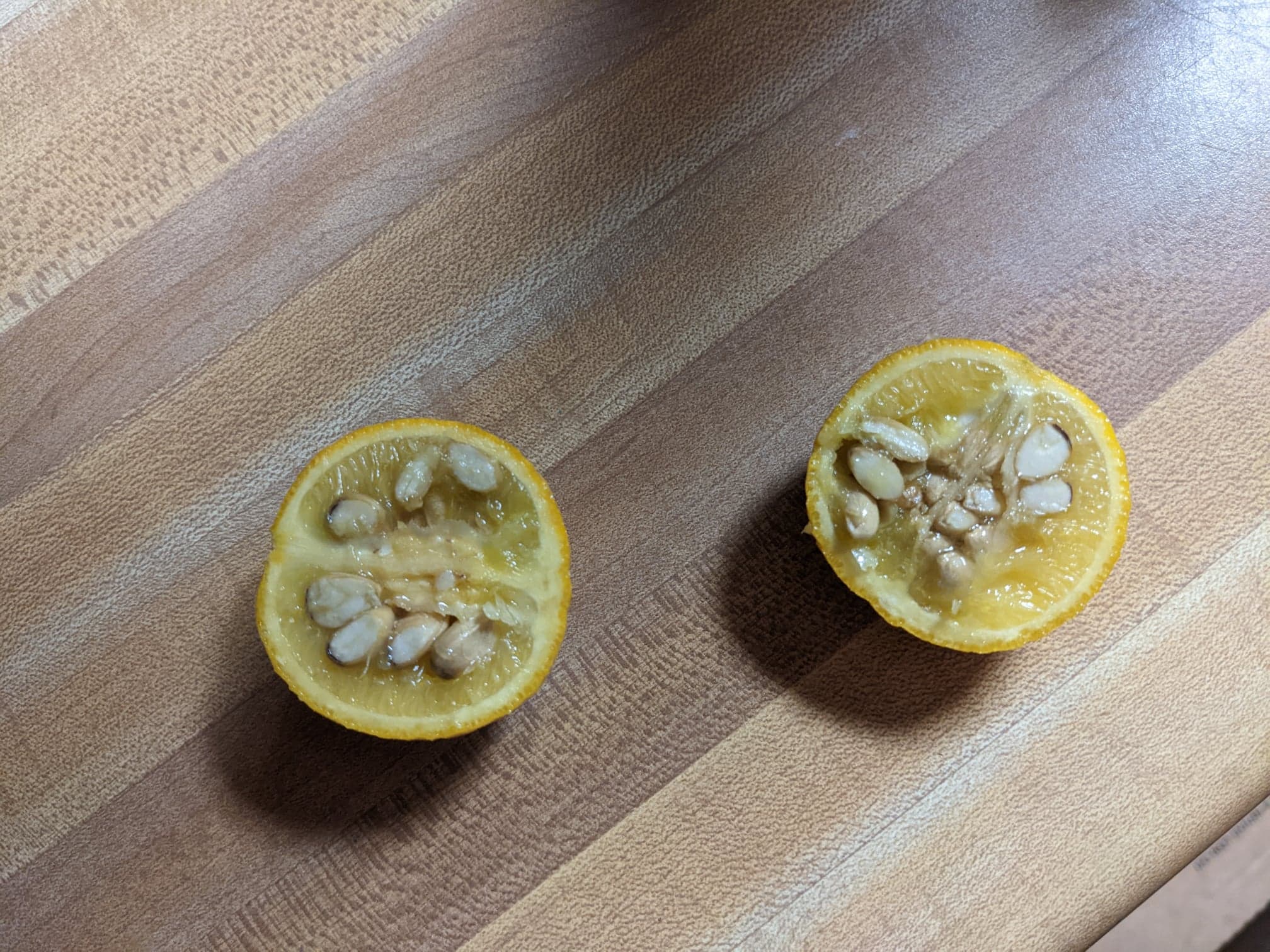 Hardy orange cut in half so you can see the seeds inside at Historic Washington State Park