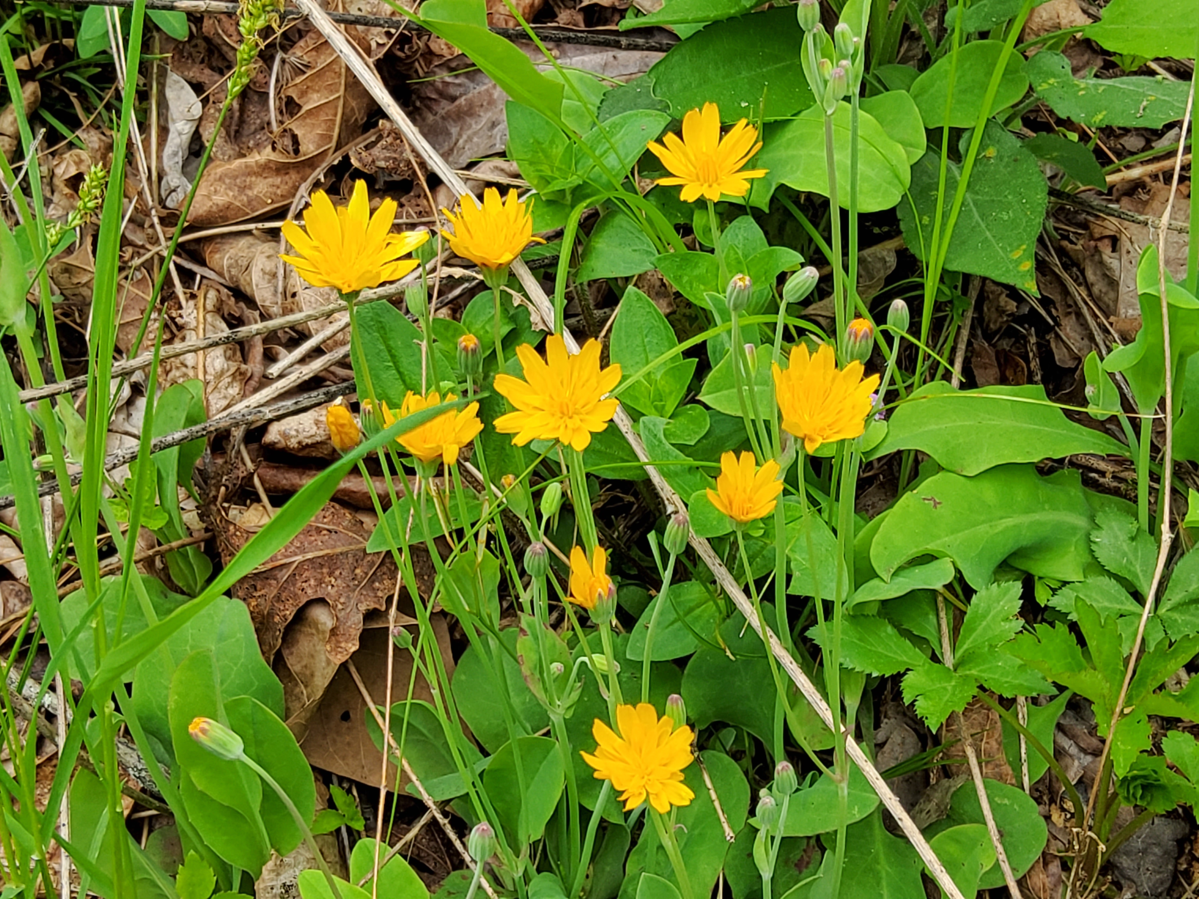  about ten yellow dwarf dandelion blooms surrounded by green foliage