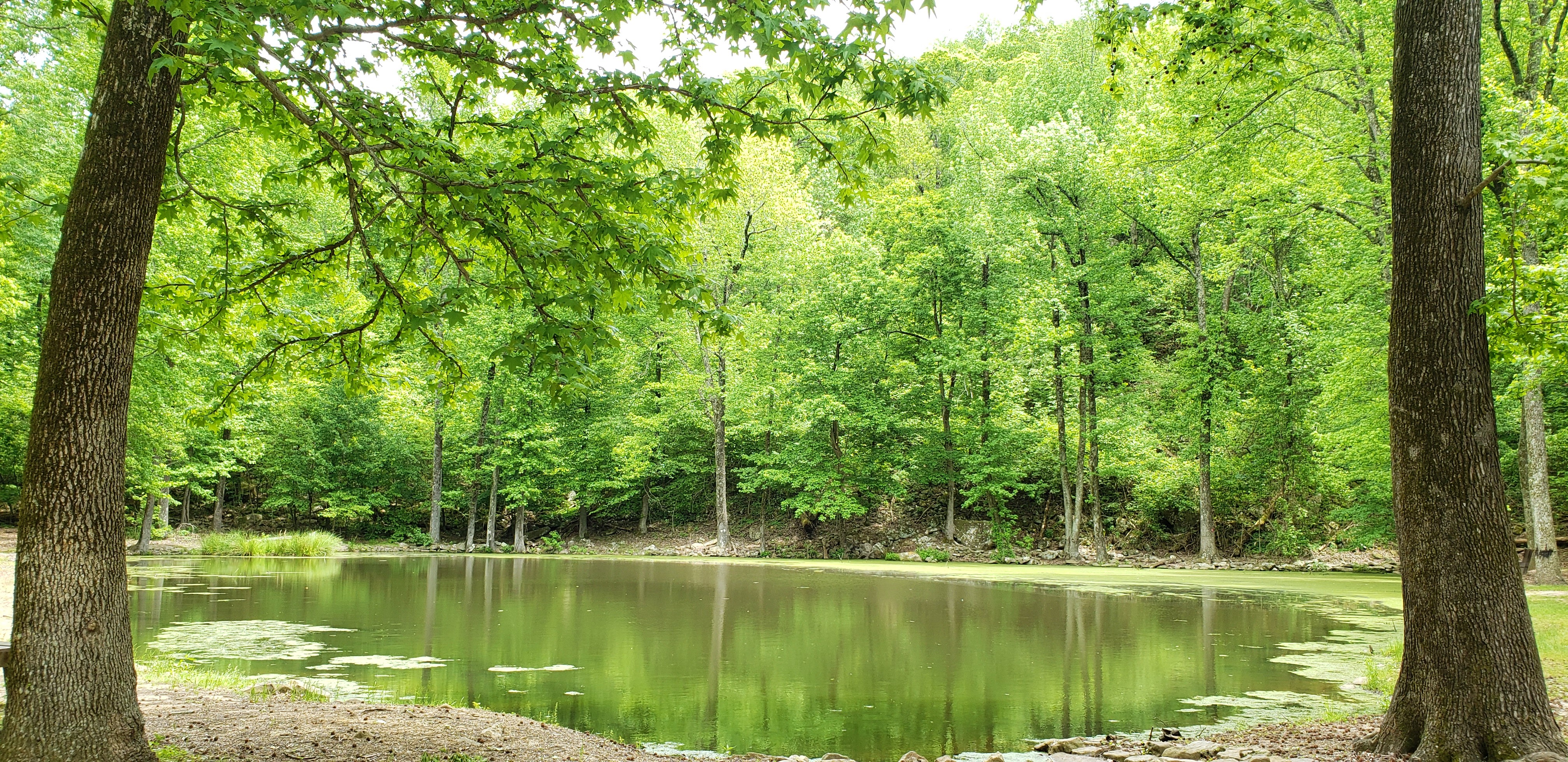 A small lake framed by trees  