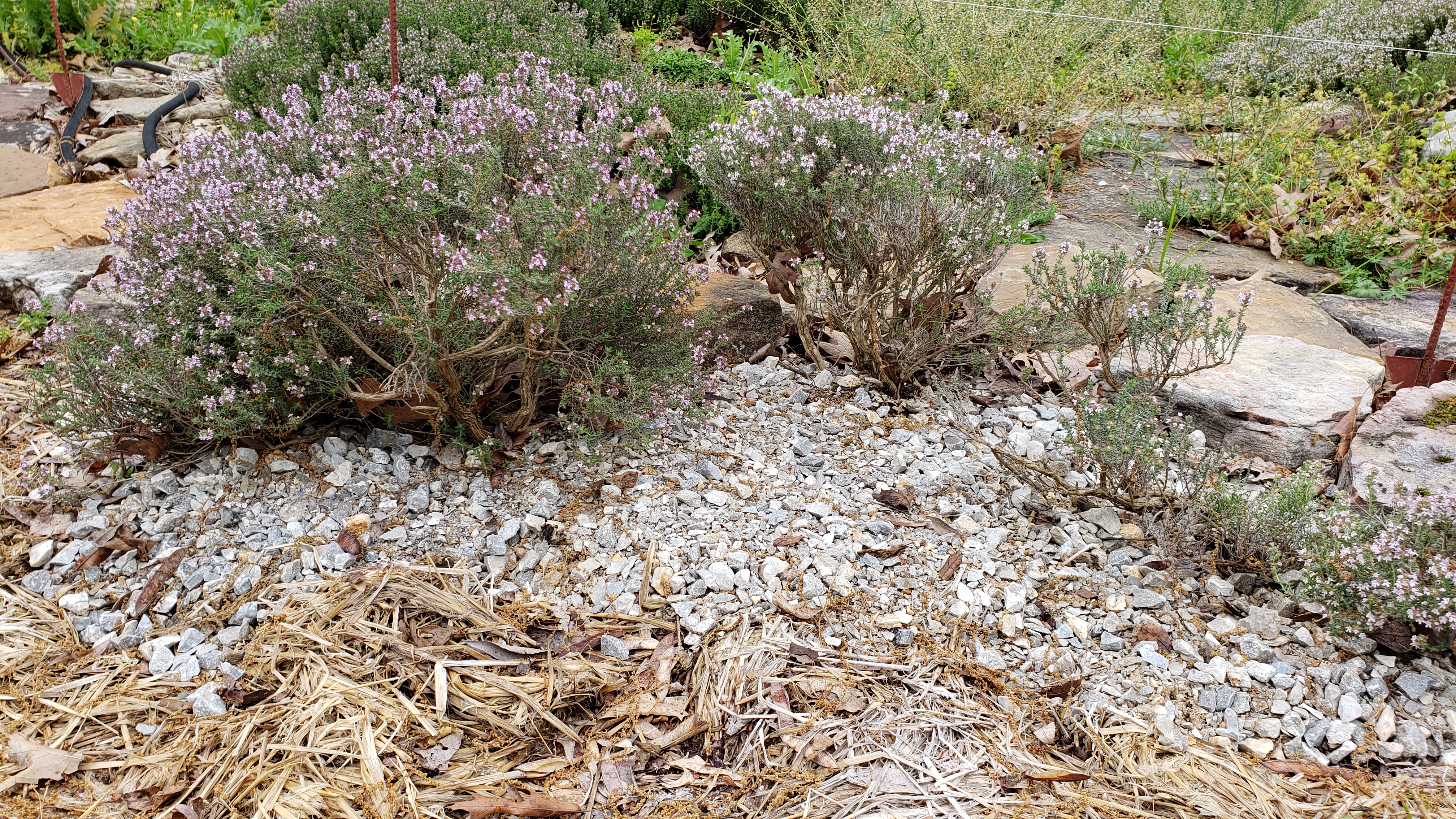 Rosemary plants in the park’s Kitchen Garden thrive in a mulch of gravel. Wood mulch in the foreground is used to suppress weeds. 
