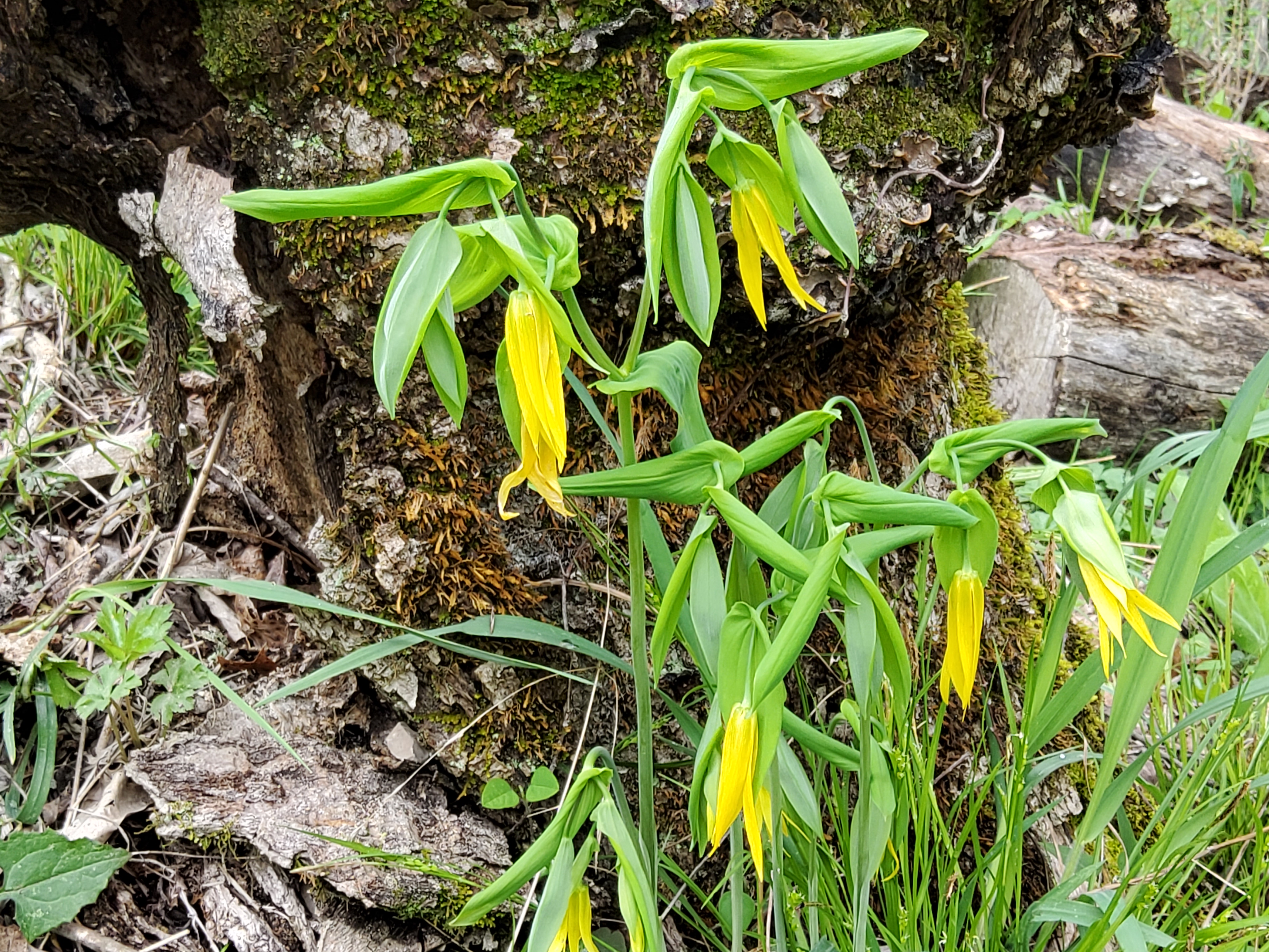 Large Flowered Bellwort