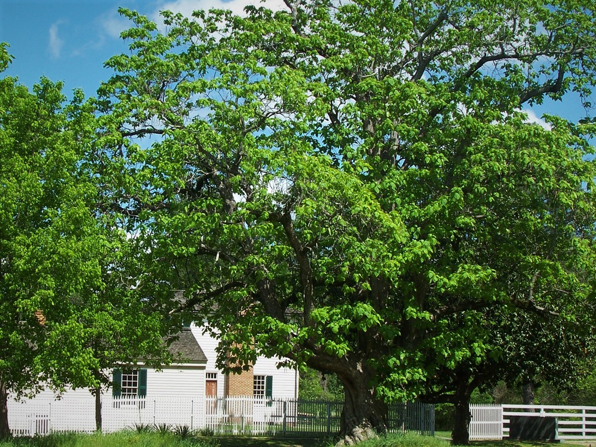 Southern catalpa tree in the foreground with a white house and white picket fence in the background